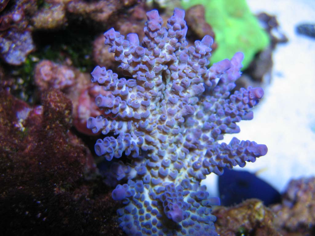 Acropora tenuis